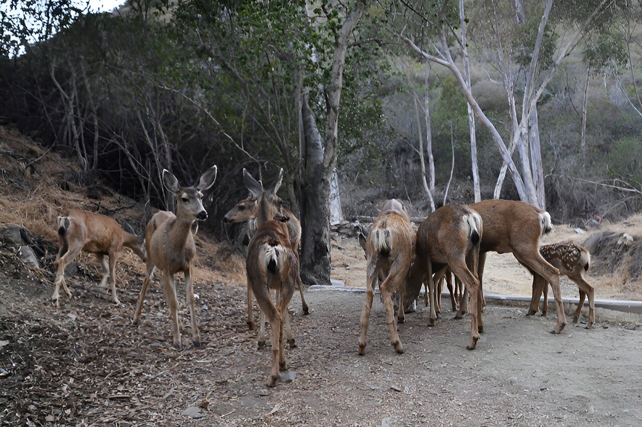 Is slaughtering Catalina Island's deer the only option? - Los
