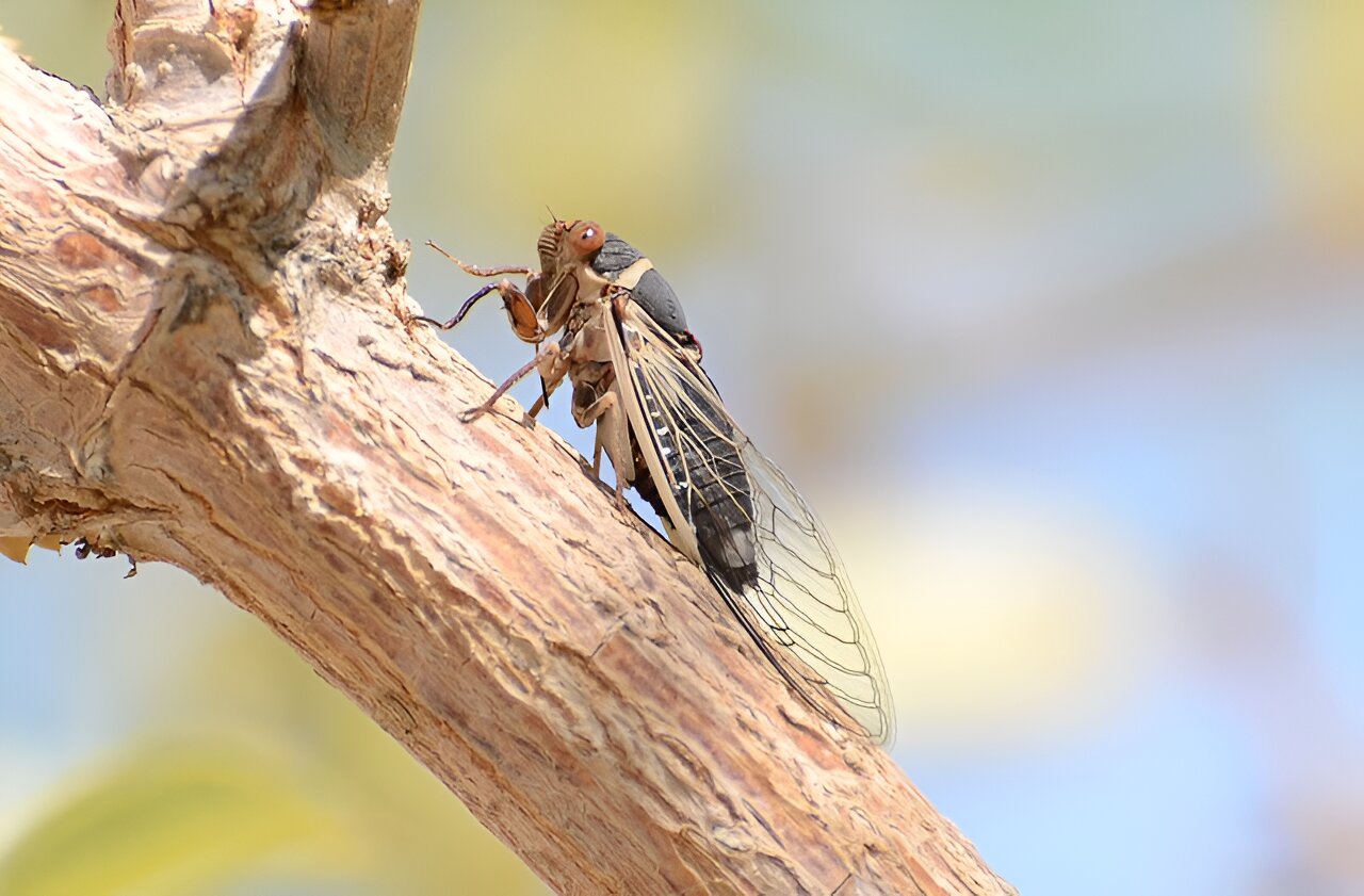 photo of Cicadas will soon descend on Las Vegas—but not the ones you think image