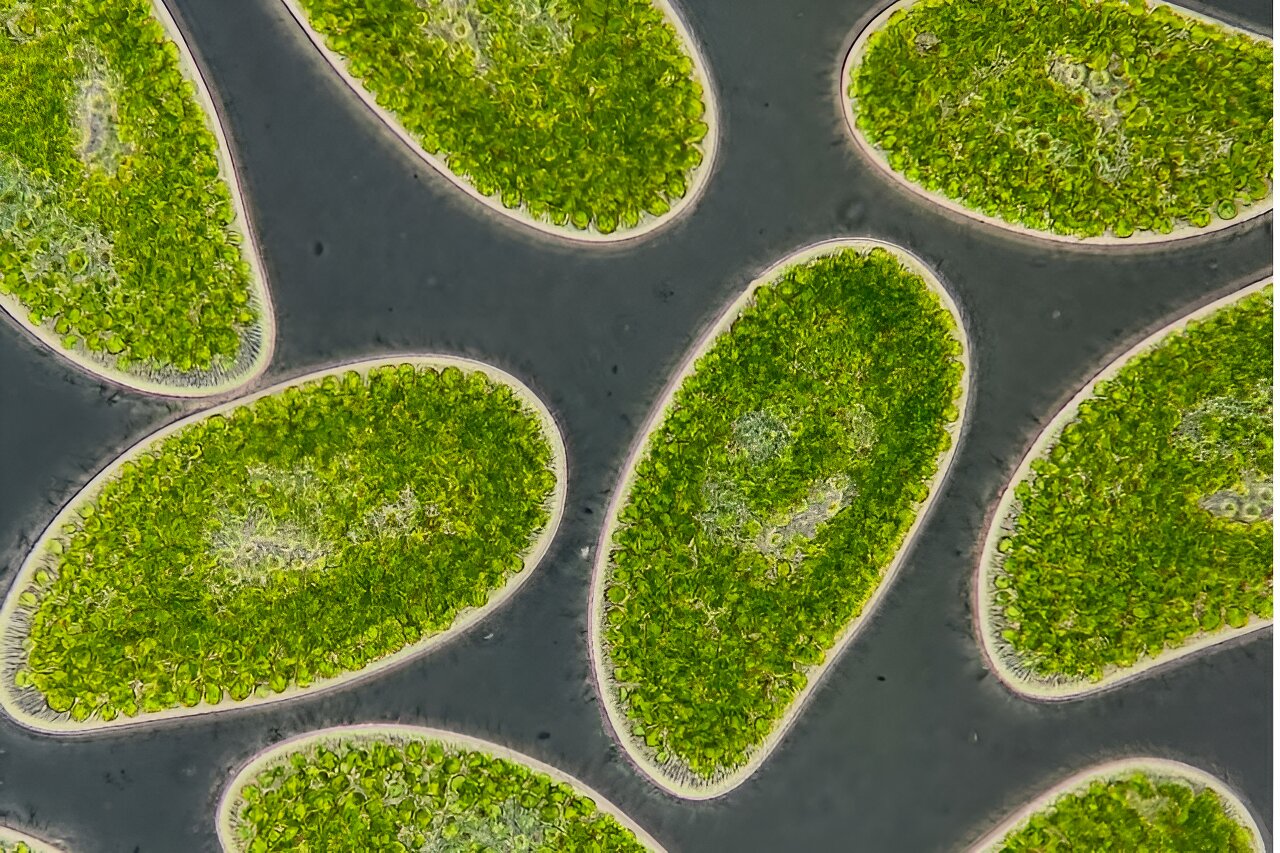 Die Studie zeigt, dass der Klimawandel das verborgene mikrobielle Nahrungsnetz in Mooren verändert