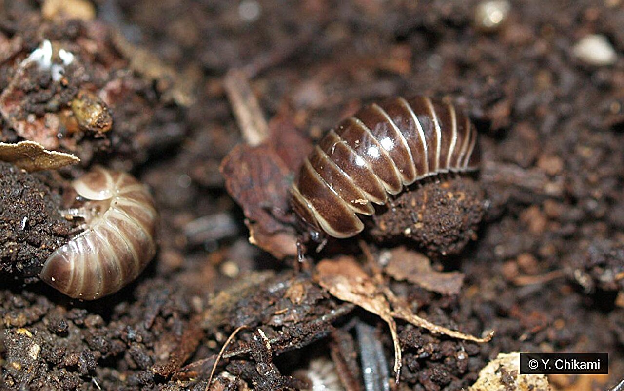 photo of Discovery of structural specialization in myriapod ovaries image