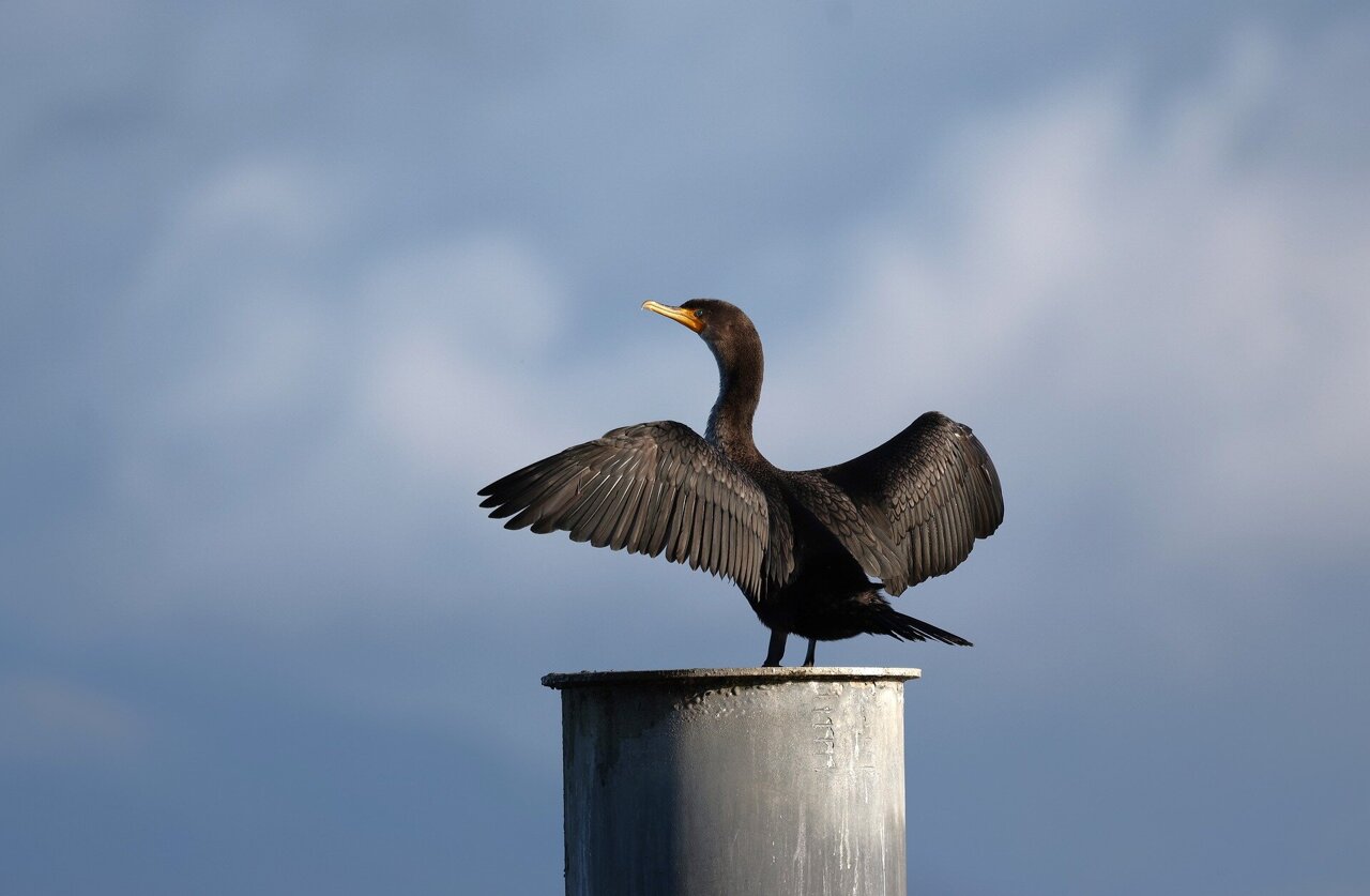 Fixing the cormorant disaster on the Columbia: 'How could this have come  out any worse?