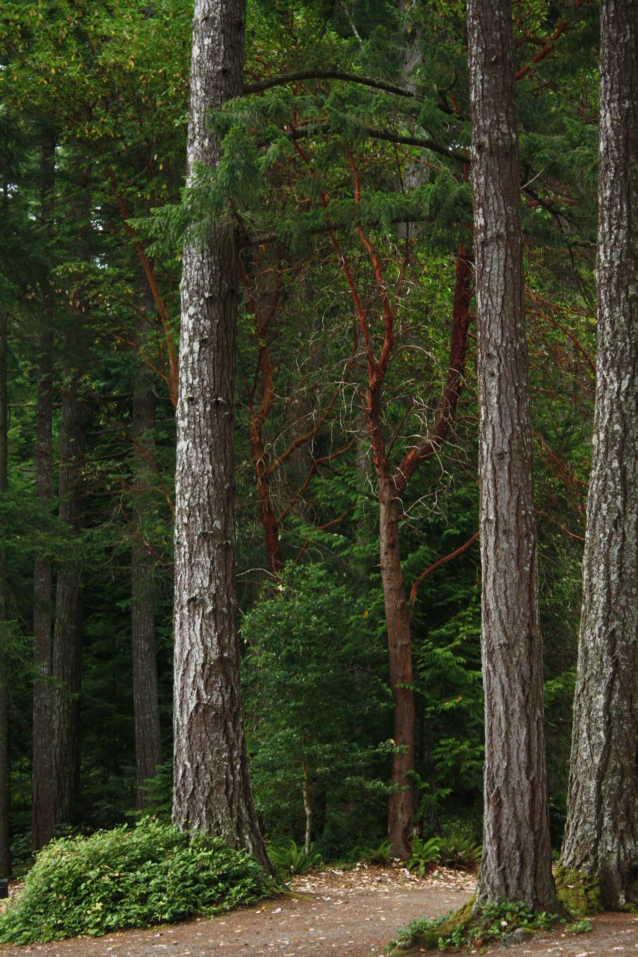 Les forêts anciennes, d’une importance cruciale pour ralentir le changement climatique, méritent une protection immédiate contre l’exploitation forestière