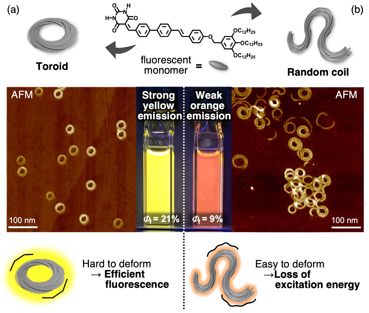 Exploring the effect of ring closing on fluorescence of supramolecular polymers