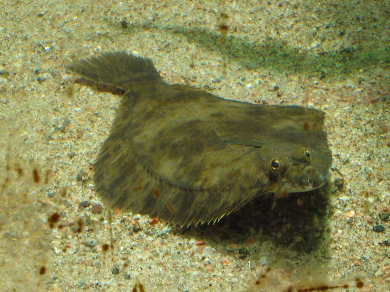 Species focus: Sand Flounder
