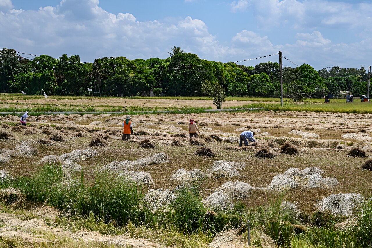 photo of Philippine court blocks GMO 'golden rice' production over safety fears image
