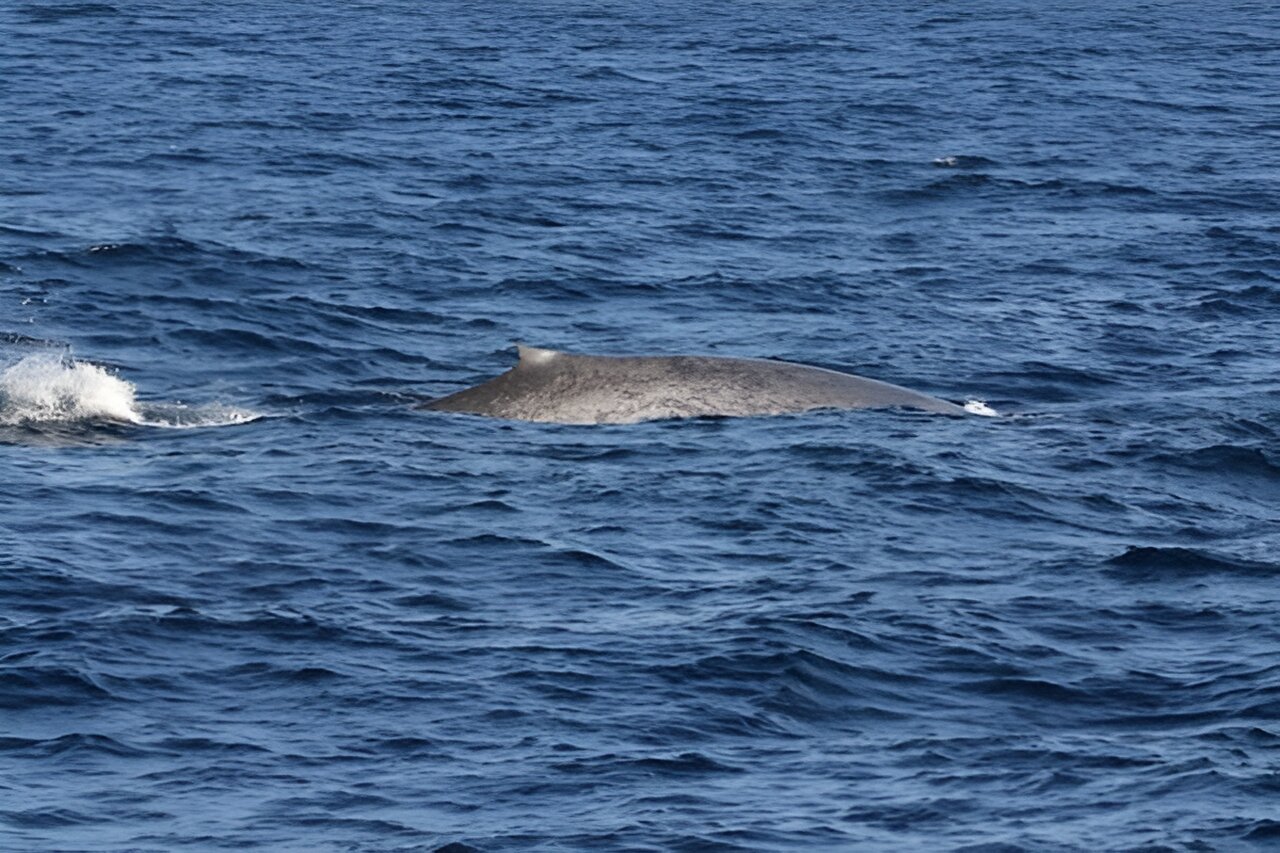 photo of First discovery in decades of blue whales near Seychelles image