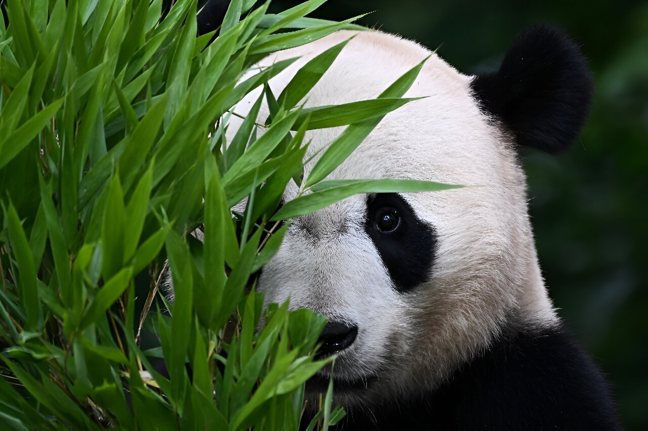 photo of Foreign-born pandas join China's efforts to boost wild population image