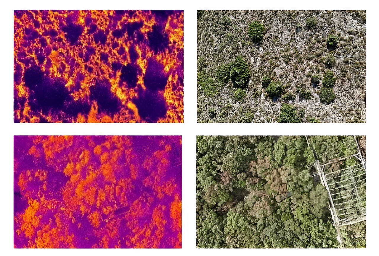 Una nueva investigación muestra cómo los árboles enfrentan el calor extremo