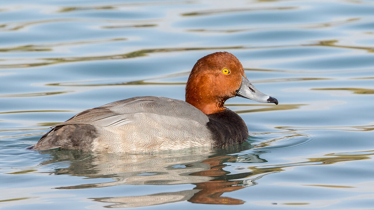 Global wildlife contaminated by 'forever chemicals