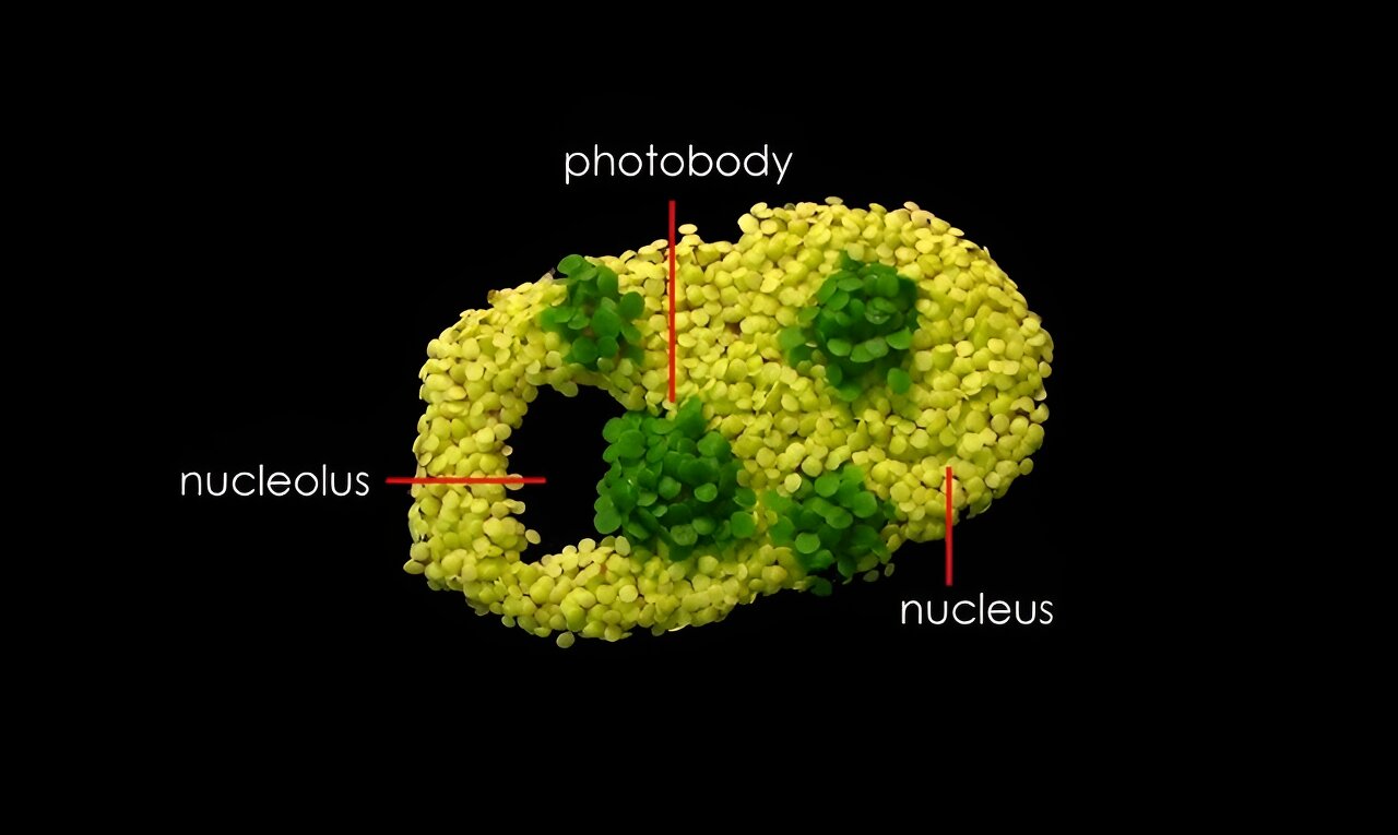 Free-forming organelles help plants adapt to climate change