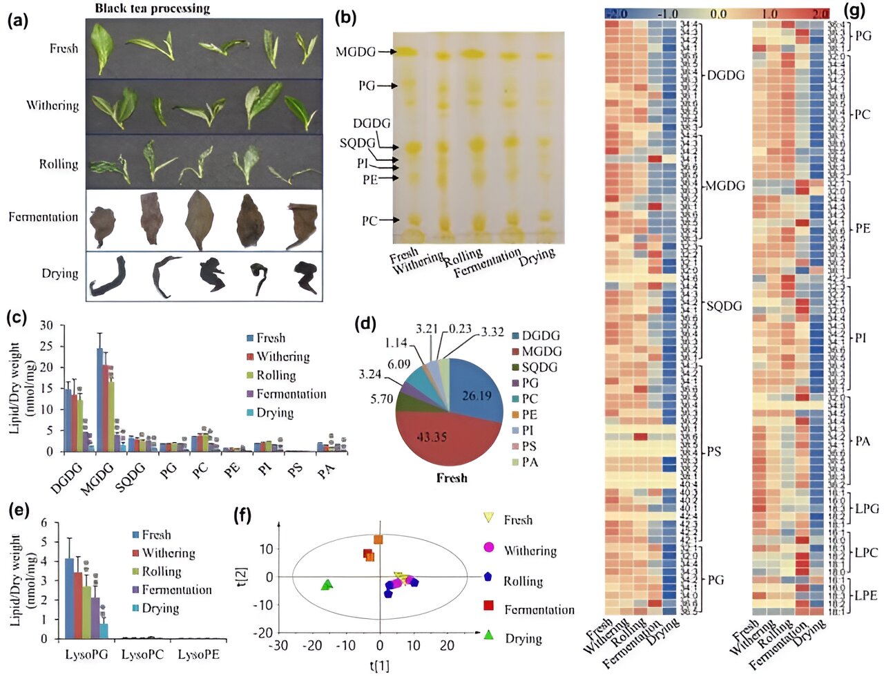 From leaf to cup: Decoding the biochemical dance of black tea’s fragrance