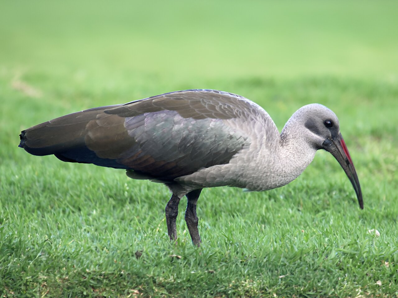 Hadeda ibises' 'sixth sense' works best in wet soil: New research is a wake-up call for survival of wading birds