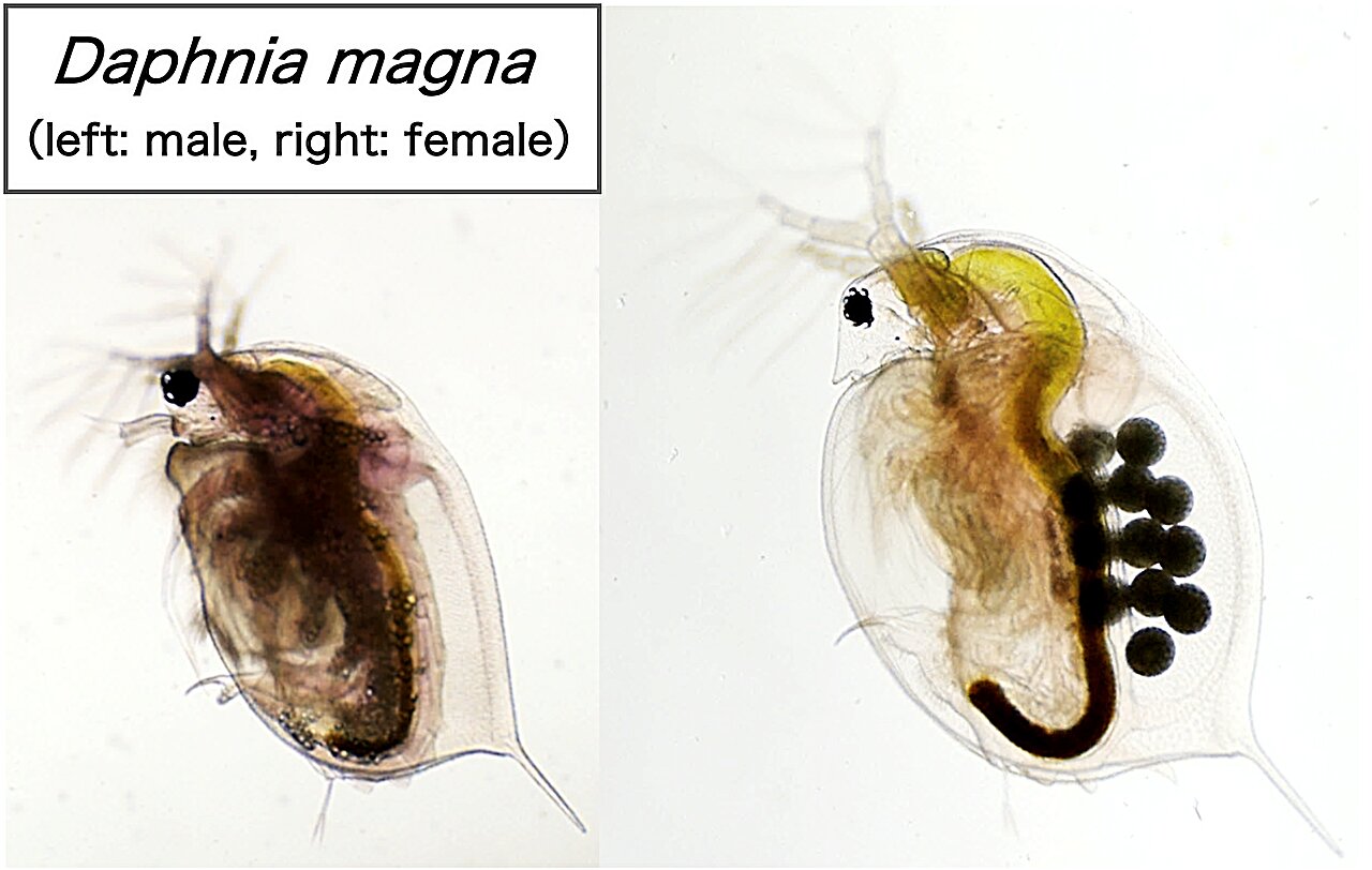 Researchers reveal how genetically identical water fleas develop into different sexes