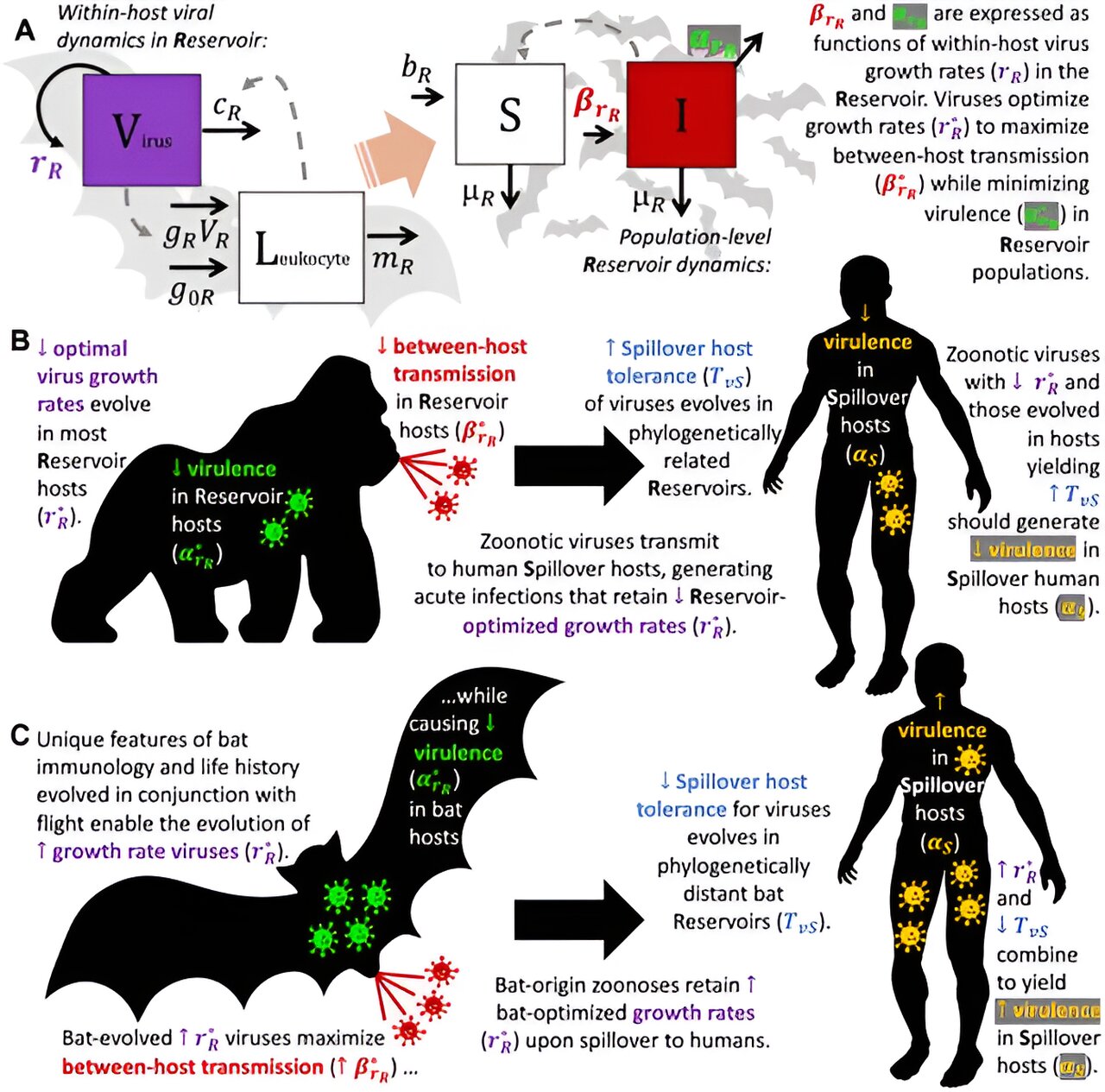 photo of How studying bat viruses can help prevent zoonotic disease image