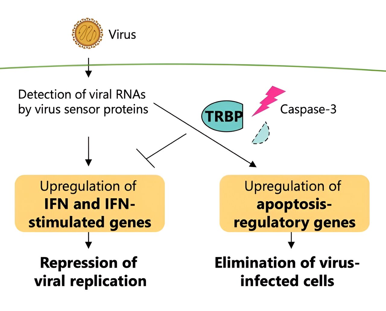 Key protein regulates immune response to viruses in mammal cells