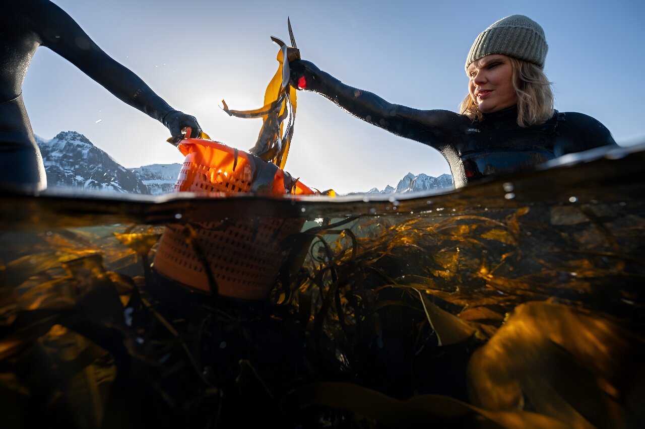 photo of Norway women bring seaweed to culinary heights in Europe image