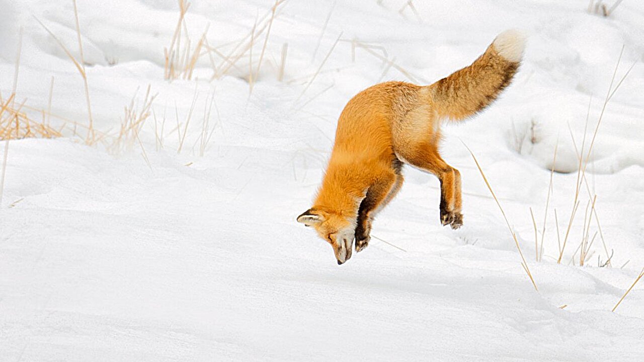 photo of Long snouts protect foxes when they dive headfirst into snow, study finds image