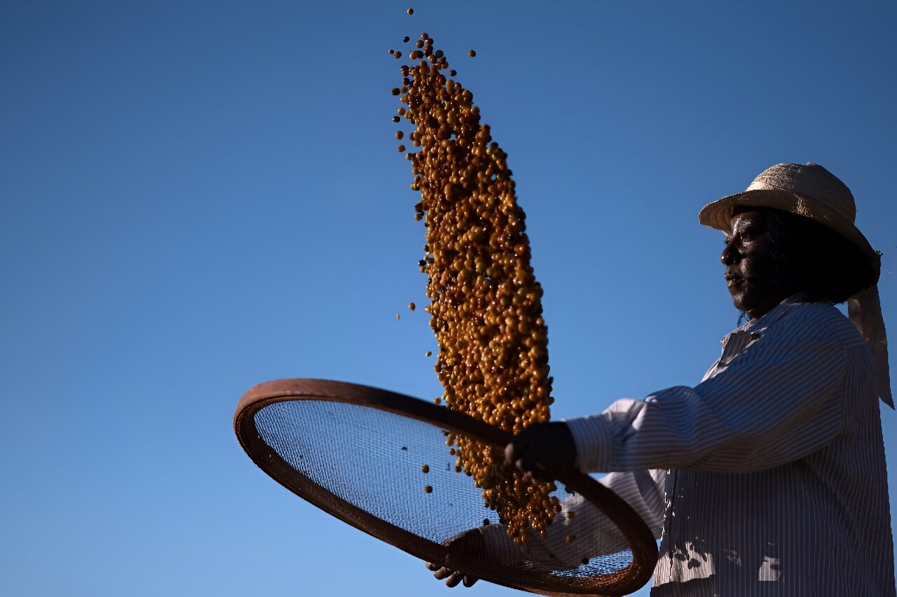 Agricultores negros no Brasil estão mudando as percepções sobre a produção de café
