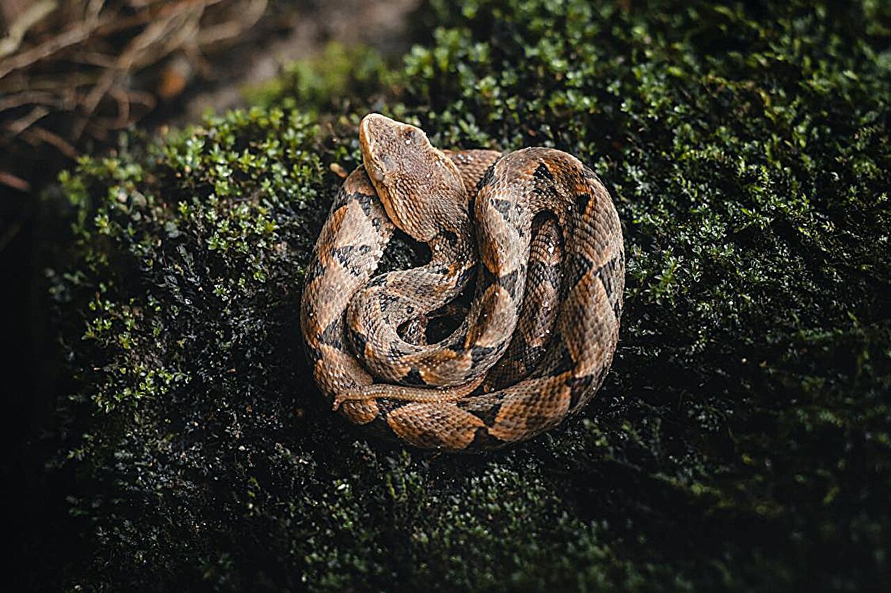Mathematical model reveals how pit vipers find their dinner in the dead of night
