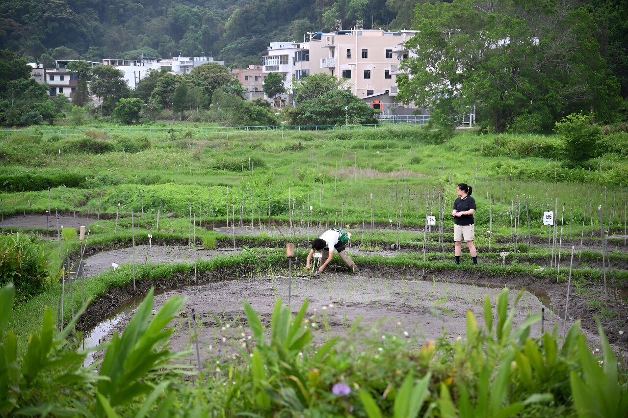 photo of Hong Kong team plants seeds to safeguard legacy grains image