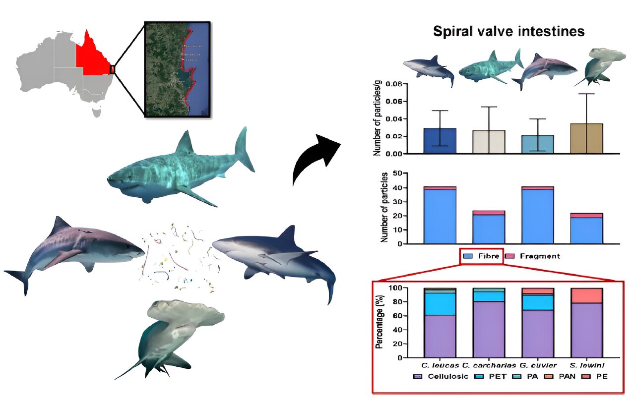 Microplastics present in muscles, intestines of South East Queensland sharks