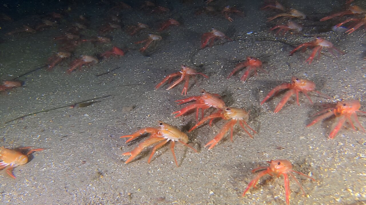 Mobs of tuna crabs descend on Southern California waters
