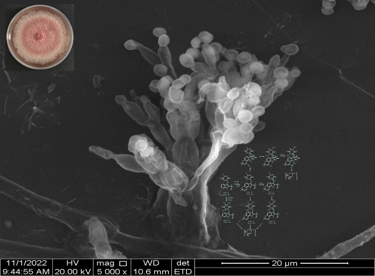 photo of Exploring a molecular mechanism that facilitates thermophilic fungal adaptation to temperature change image