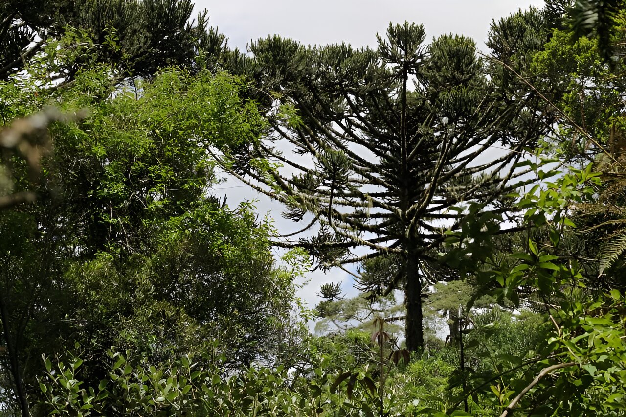 More than 80% of tree species endemic to the Atlantic Rainforest