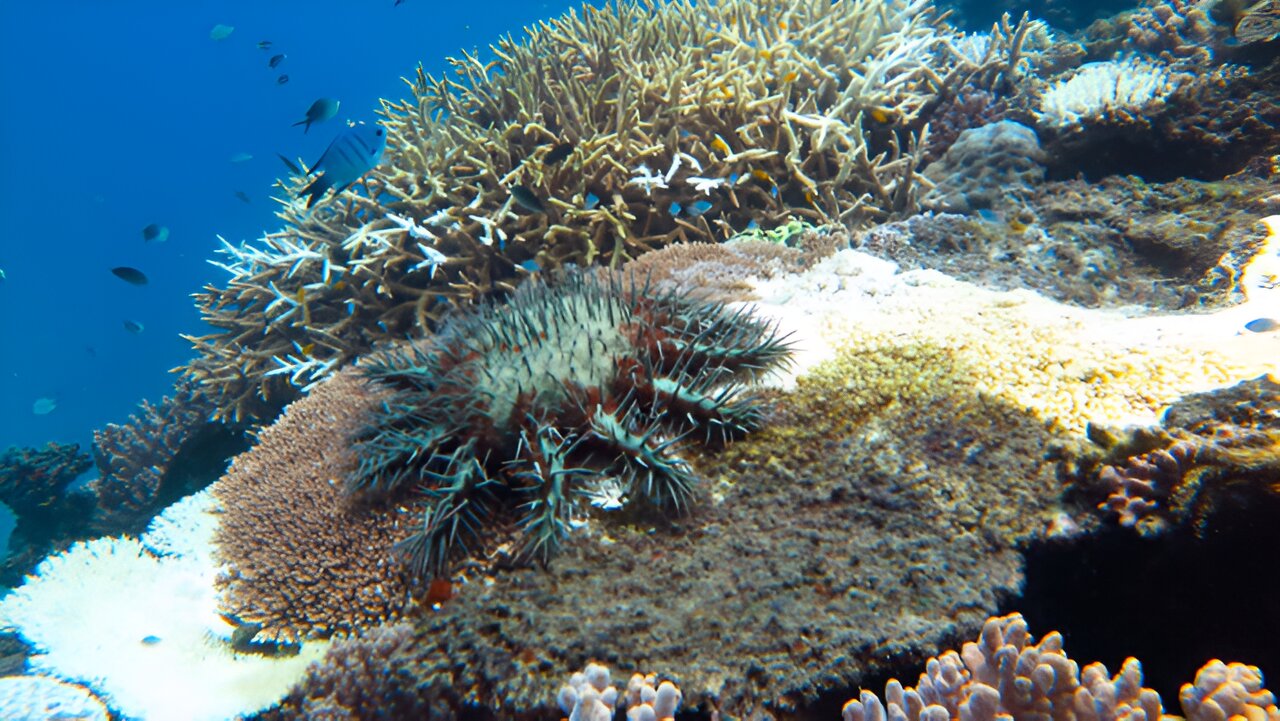 Nouvelles connaissances sur les comportements des étoiles de mer juvéniles qui menacent les récifs