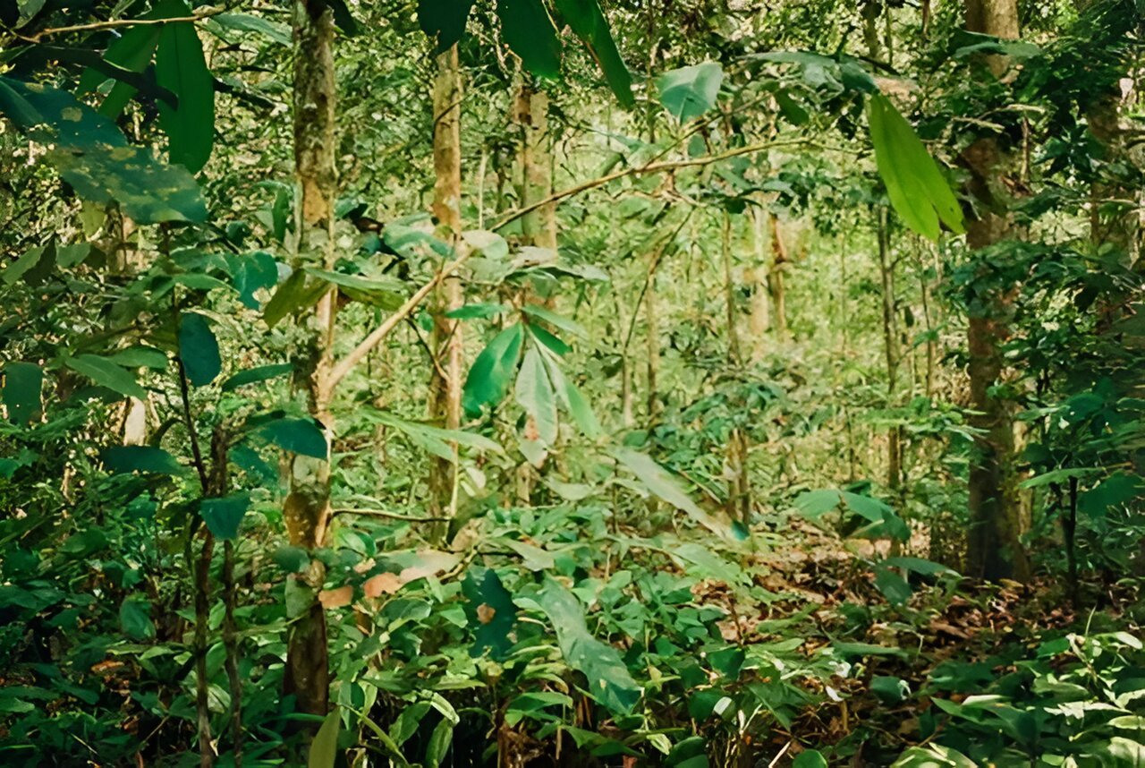 Study reveals uniqueness of naturally occurring monodominant forests in the Republic of Congo