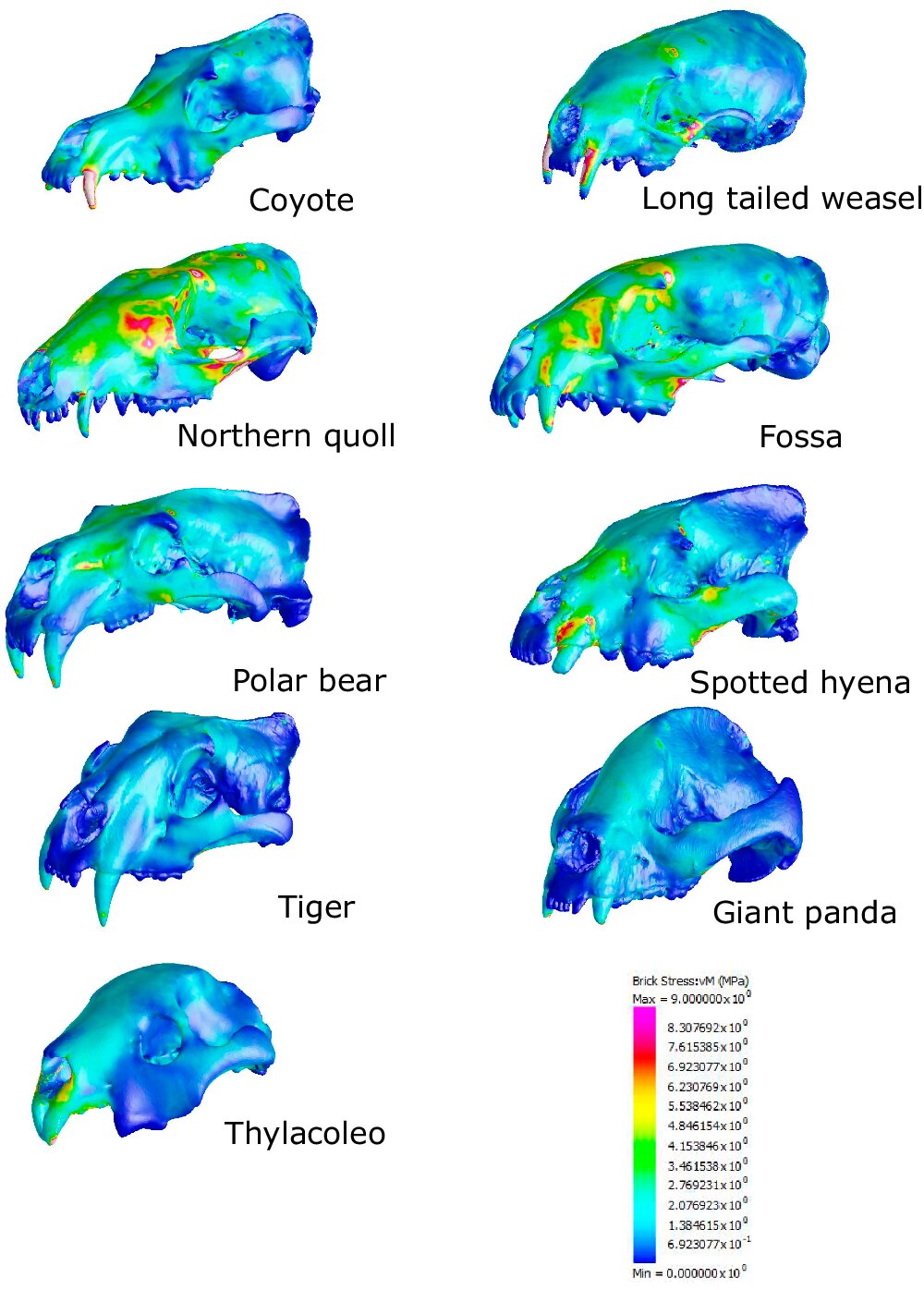 photo of Study sheds light on the diversity of carnivore skull shapes and their function image