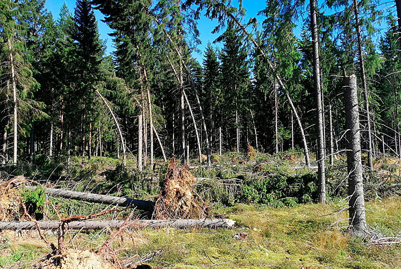Norway spruce in Finland is susceptible to European spruce bark beetle damage especially near clear-cuts: Study