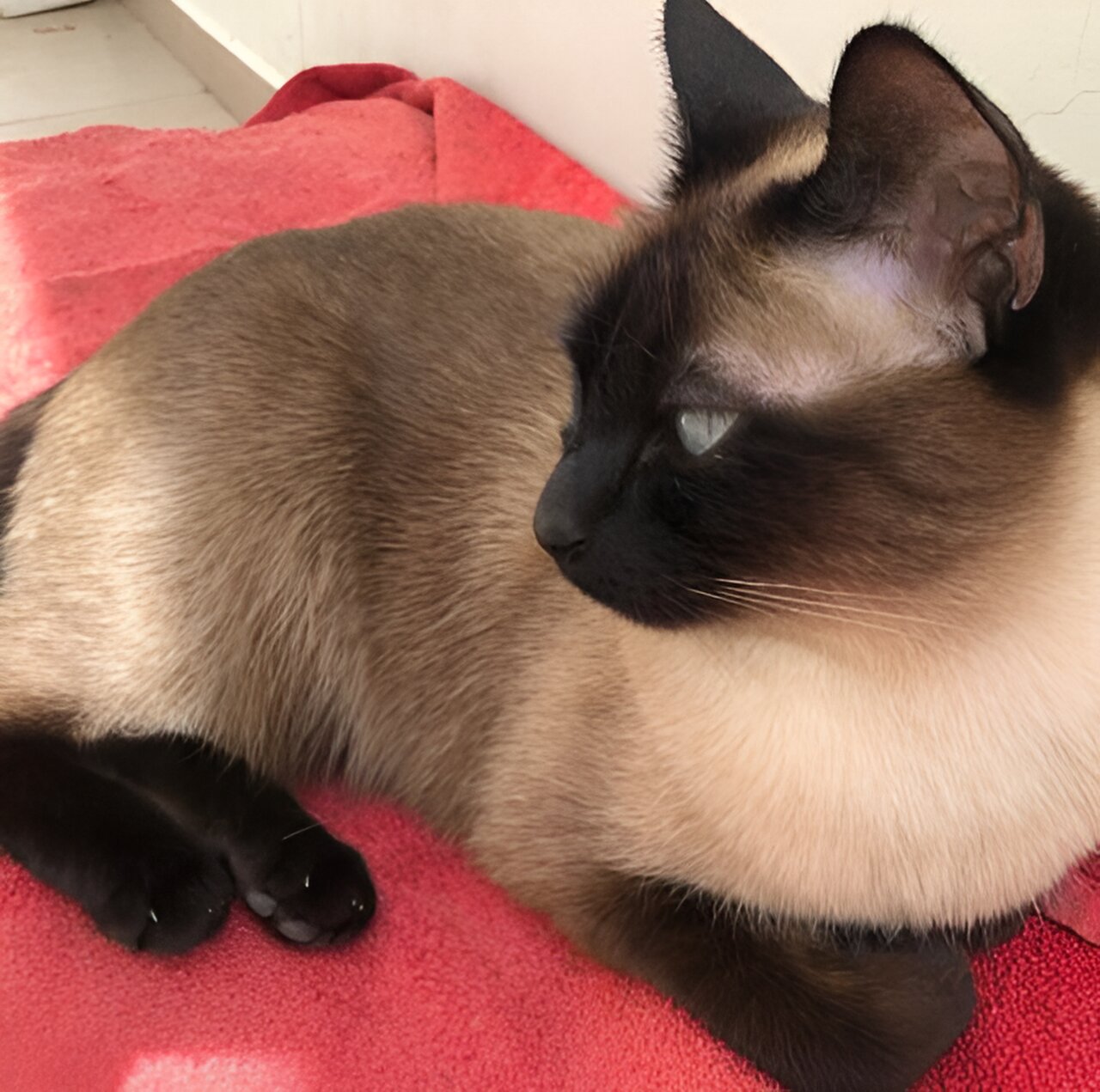 Personalized phage therapy heals resistant wounds in Siamese cat