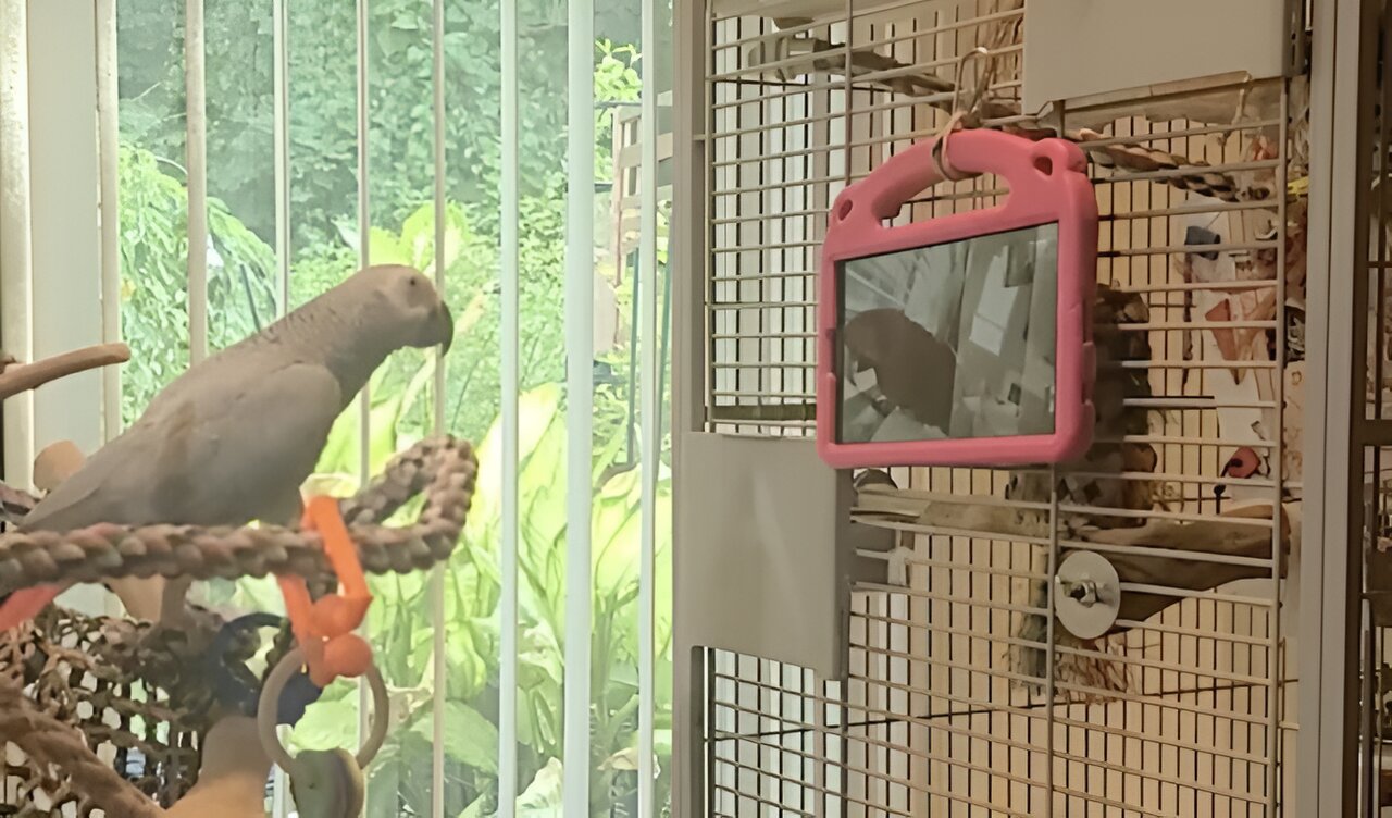 photo of Pet parrots prefer live video-calls over watching pre-recorded videos of other birds image
