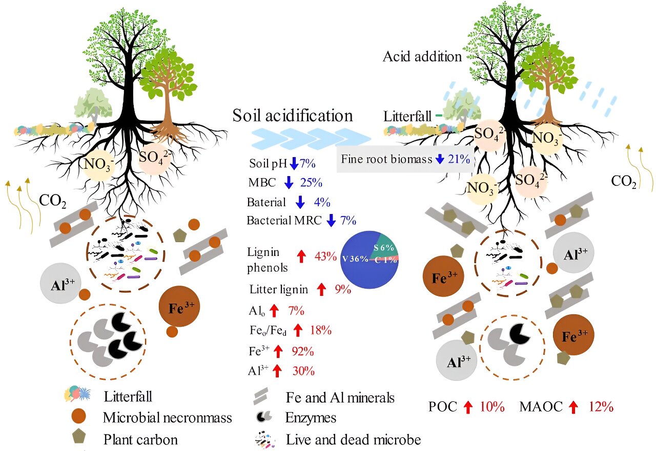 photo of Researchers reveal mechanisms of soil organic carbon accumulation in acidified forest soils image