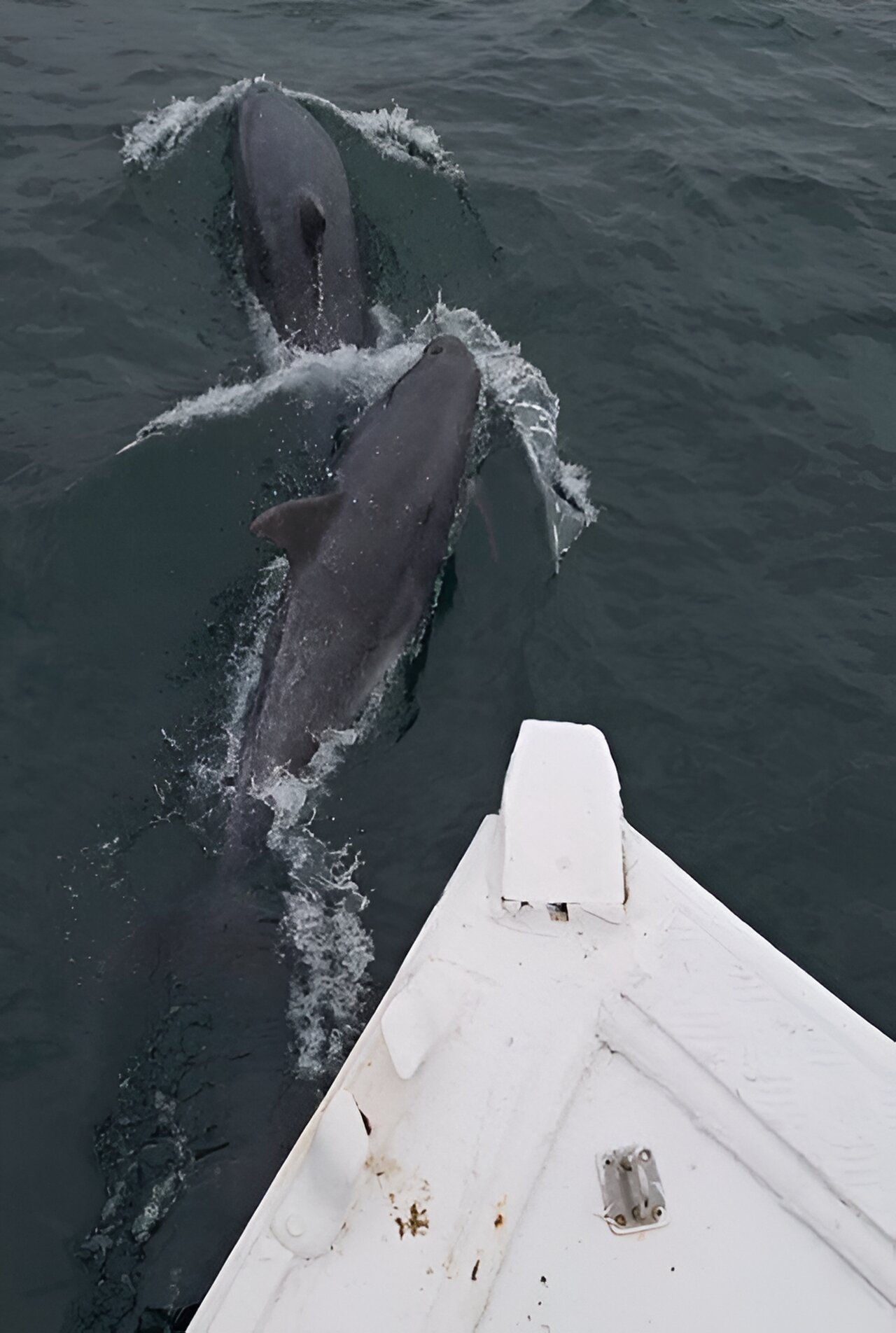 Citizen science project finds that respectful boat users are rewarded with magical dolphin encounters