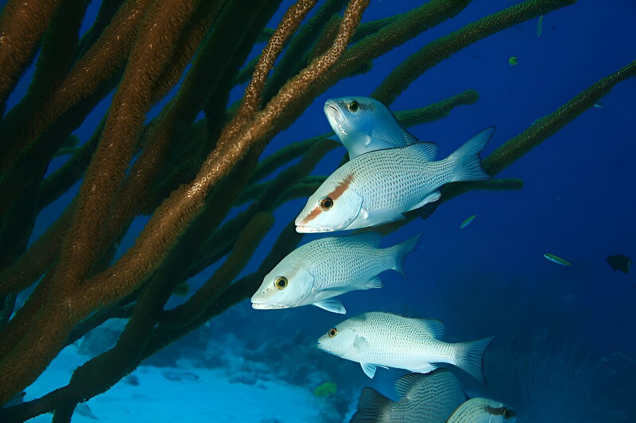 photo of Respiratory stress response that stunts temperate fish also affects coral reef fish image