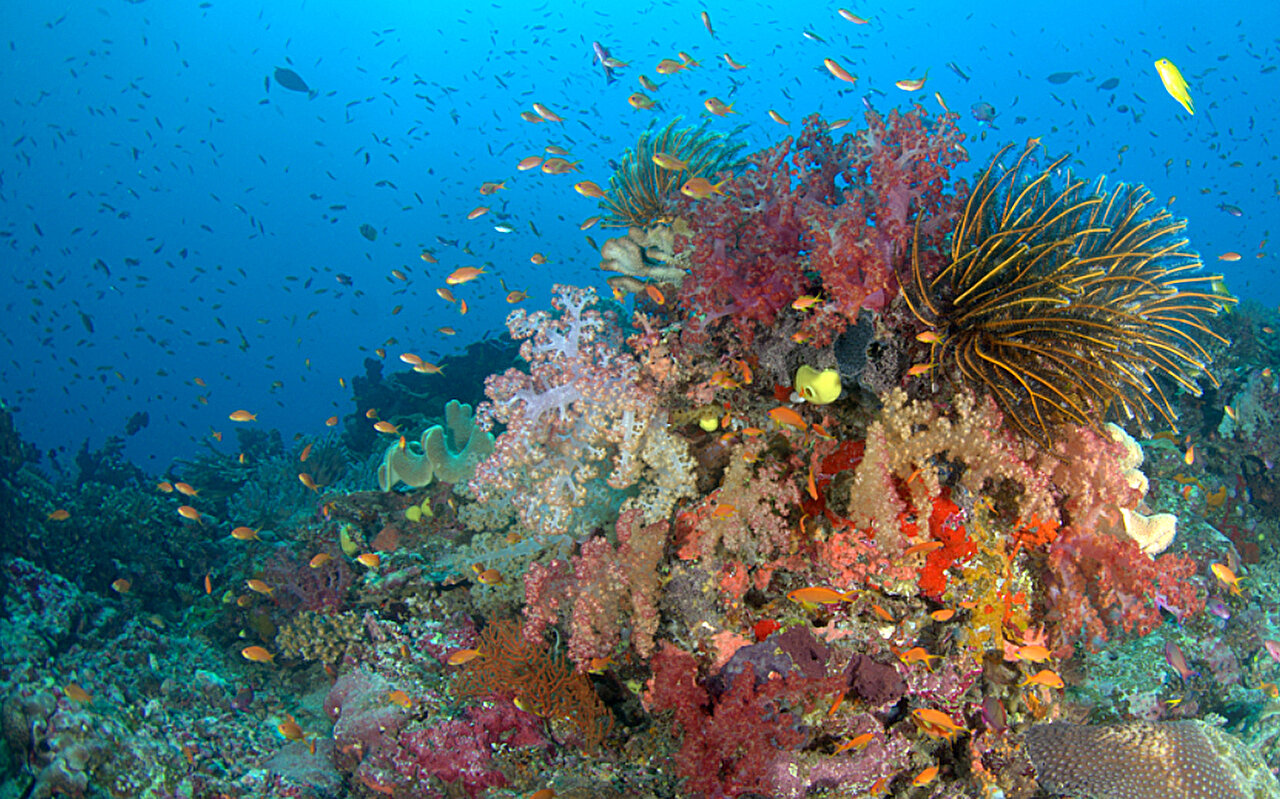 Satelity ujawniają wielkość i charakter raf koralowych na świecie