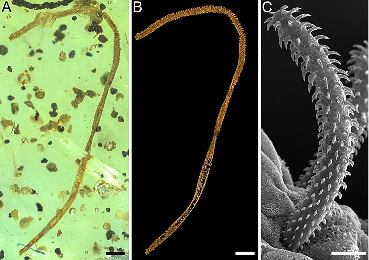 photo of Scientists discover endoparasitic marine tapeworm trapped in Cretaceous amber image