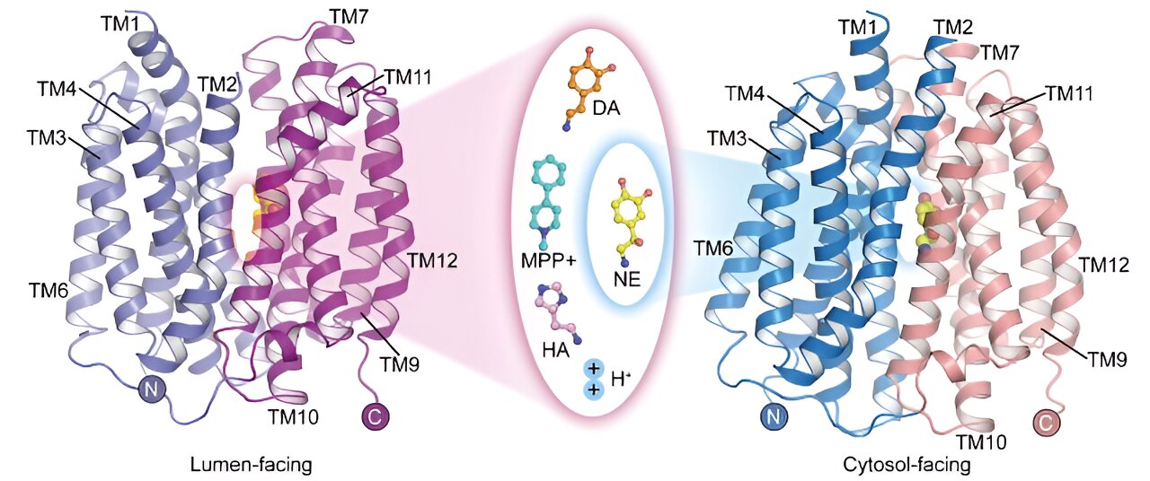 #Scientists elucidate substrate recognition and proton coupling mechanism of transporter protein VMAT2