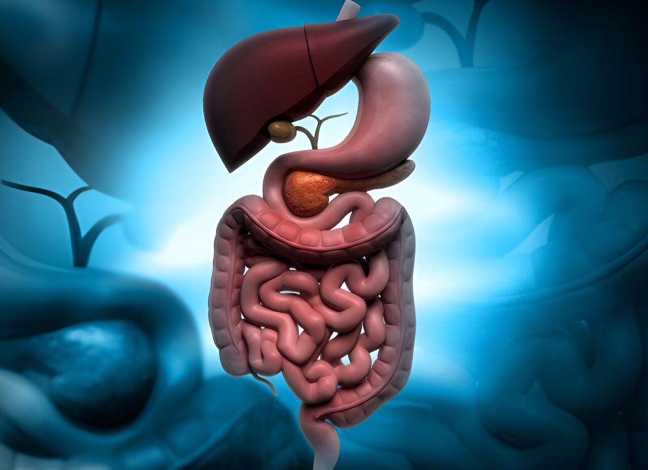 Los científicos obtienen nuevos conocimientos sobre cómo funciona el intestino delgado