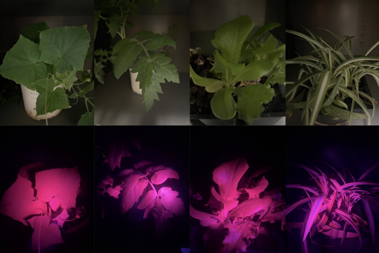 photo of Scientists use 'leaf glow' to understand changing climate image