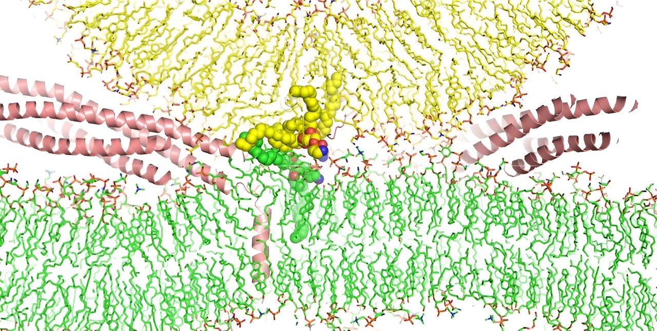 photo of Supercomputer simulation reveals new mechanism for membrane fusion image