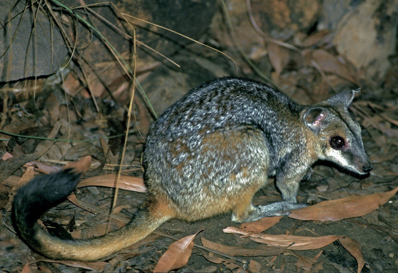 Rock-wallabies are 'little Napoleons' when biting, thus compensating for their small size
