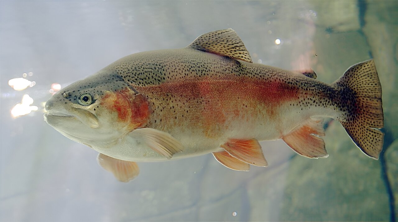 photo of Steelhead trout, once thriving in Southern California, are declared endangered image