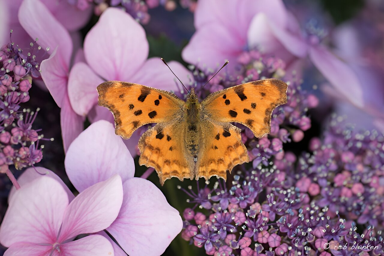 photo of Survey reveals UK butterfly winners and losers in the wake of record high temperatures image