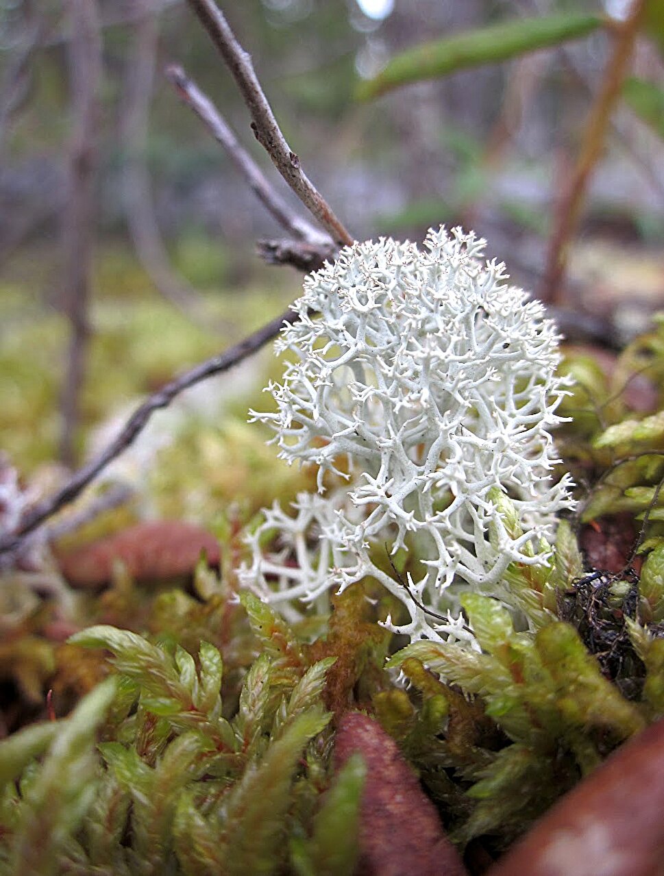 #New research finds that fungi that live in healthy plants are sensitive to climate change