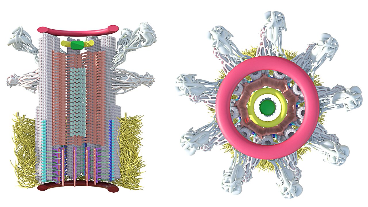 photo of Scientists reconstruct assembly of the human centriole, image by image, for the first time image