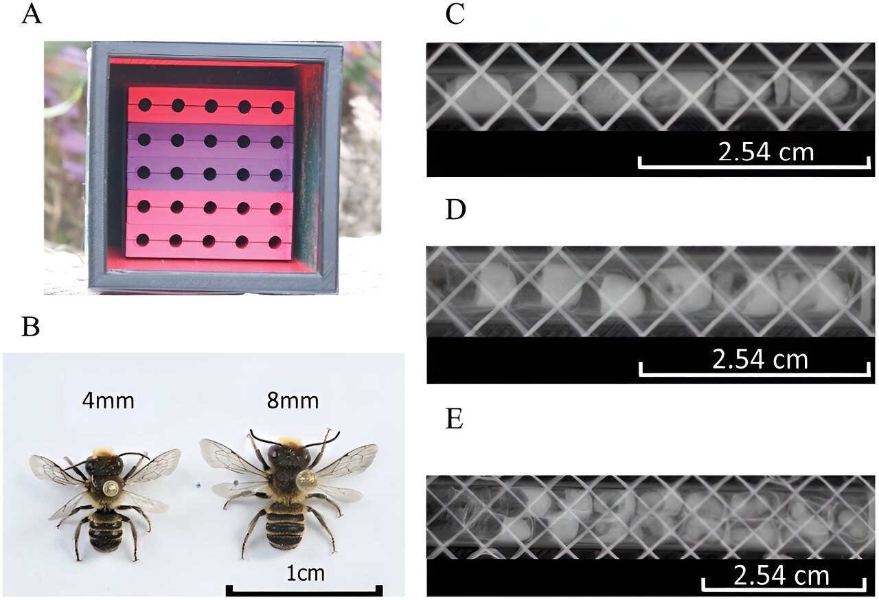 Read more about the article A nest of the right size can maximize the pollination ability of solitary bees