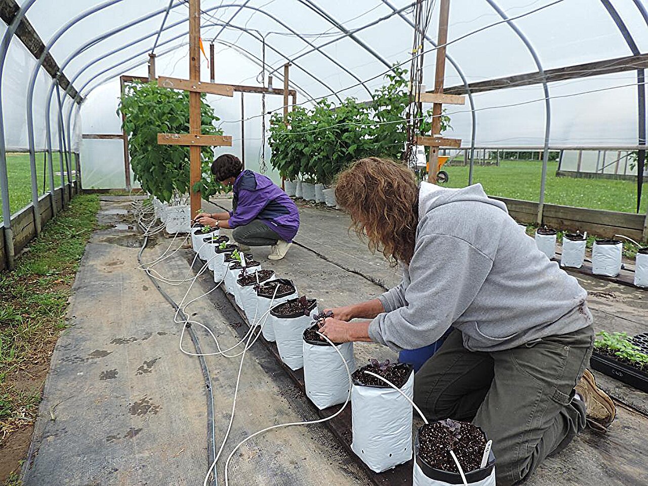 photo of Type of plastic film on high tunnels can filter sunlight, influence plant growth image